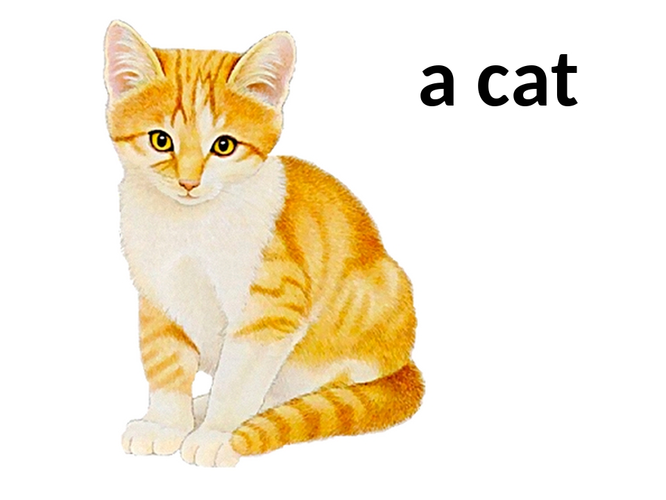 Картинка cat net. Кошка рисунок для детей. Кошка картинка для детей. Детские картинки кошка. Картина кошки для дошкольников.
