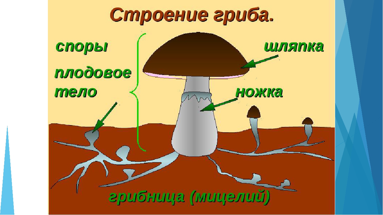 Рисунок гриба 5 класс. Строение шляпочного гриба 5 класс. Строение гриба 5 класс биология рисунок. Строение гриба 5 класс биология. Схема строения шляпочного гриба.