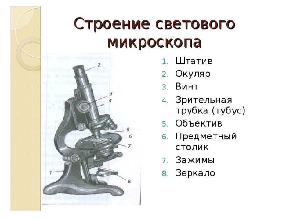 Микроскоп название частей биология 5 класс. Строение светового микроскопа 5 класс. Биология 5 кл строение микроскопа. Световой микроскоп строение. Устройство светового микроскопа 5 класс биология.