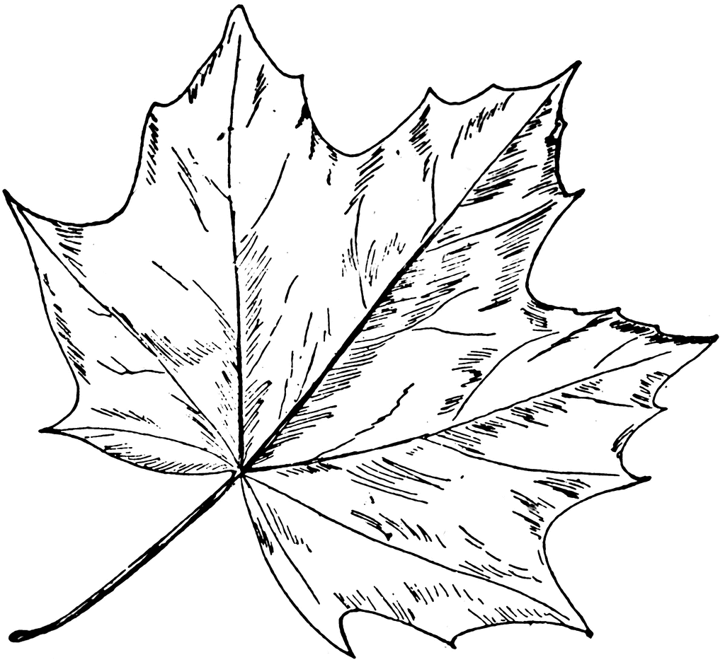 Листья клена для распечатки