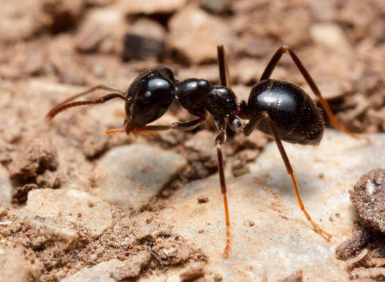 Черный садовый муравей - фотография