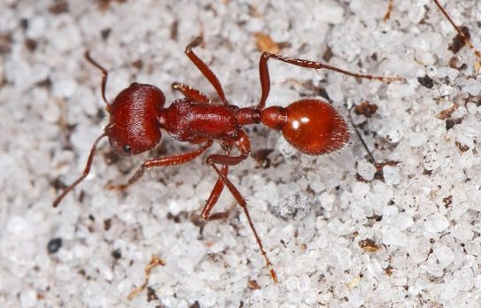 Кроваво-красный муравей