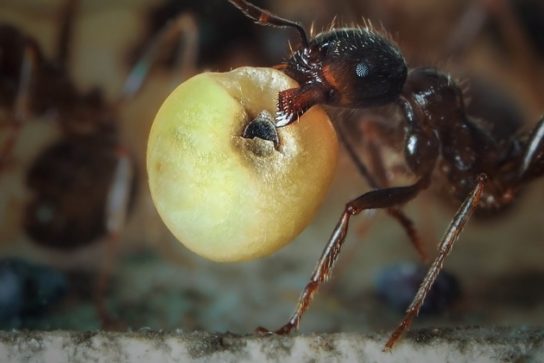 рацион питания муравьев
