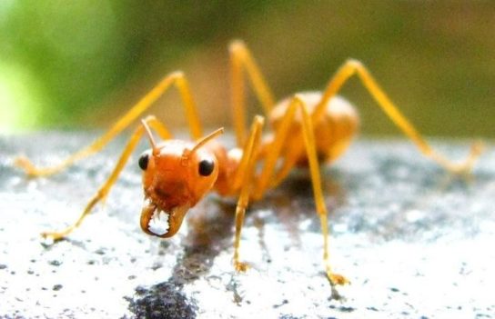 Желтый муравей-амазонка