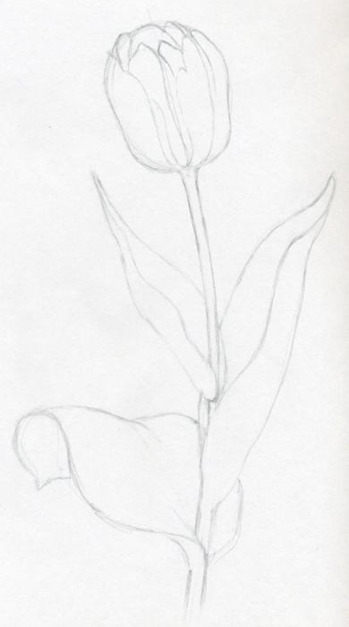 как нарисовать тюльпан поэтапно