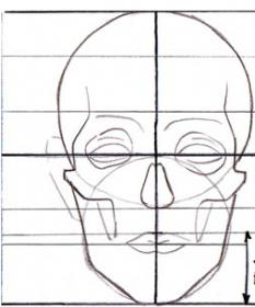 пропорции головы и тела человека теория рисования