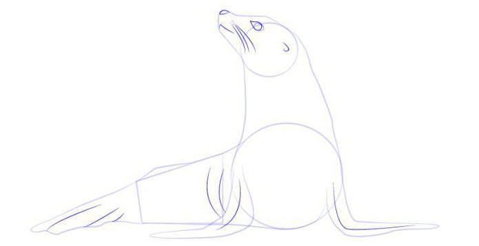 как нарисовать тюленя