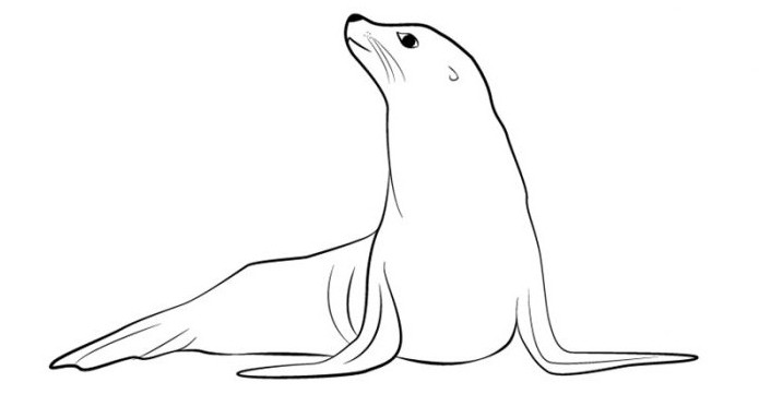 как нарисовать тюленя