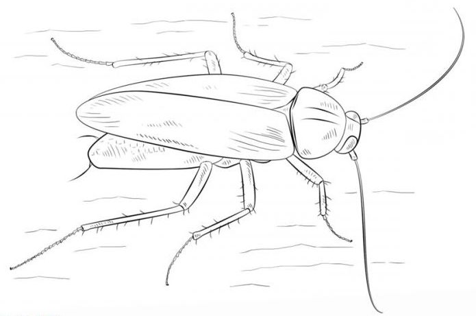 как нарисовать таракана карандашом поэтапно для детей
