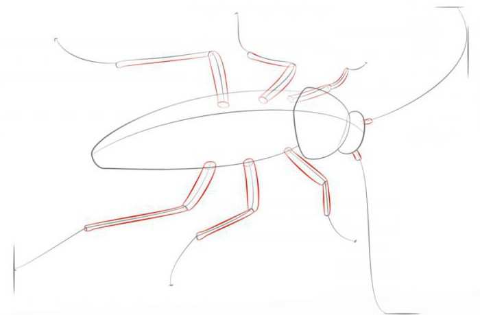 как нарисовать таракана карандашом поэтапно
