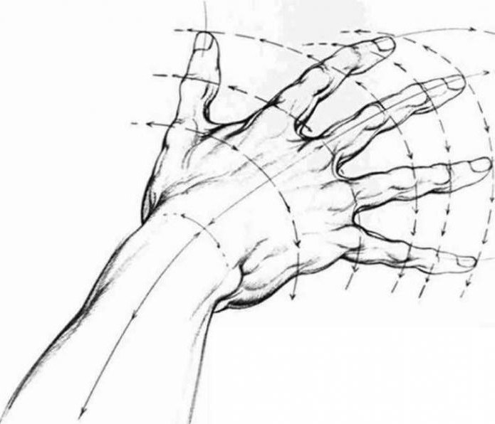как нарисовать кисть руки в разных положениях