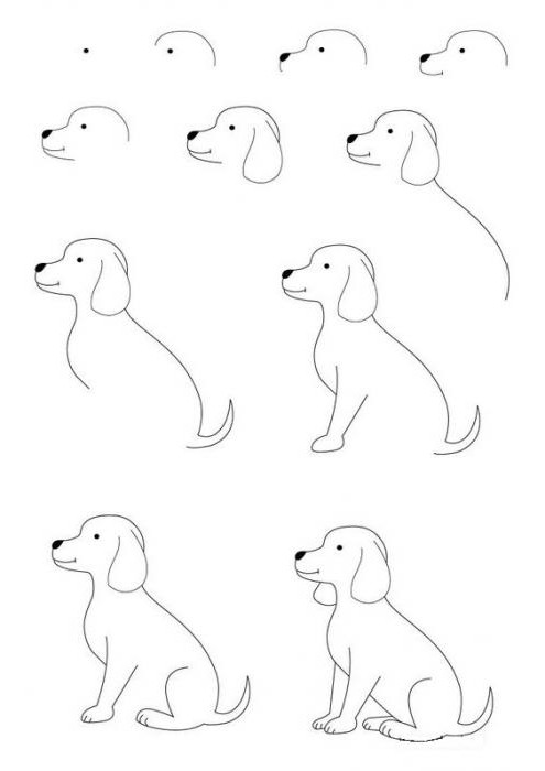 Как нарисовать сидящую собаку