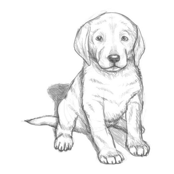 Как нарисовать сидящую собаку карандашом поэтапно