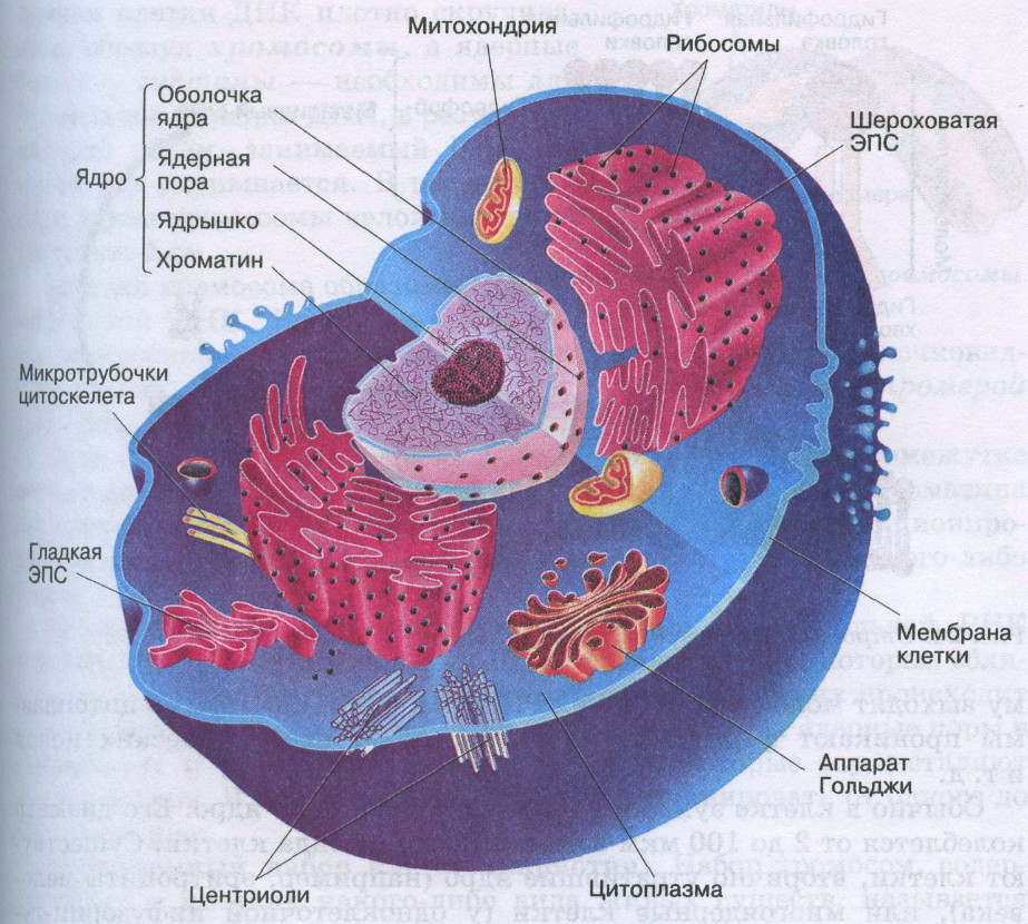 Клетка в биологии картинки