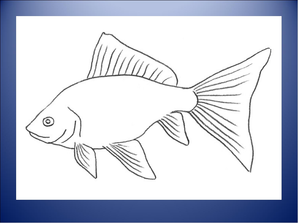 Нарисовать рыбку картинки. Рыбка карандашом. Рыбка рисунок карандашом. Рисунок рыбы для срисовки. Нарисовать рыбку карандашом.