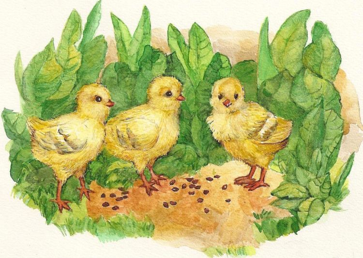 Цыплята на лугу картинка для детей