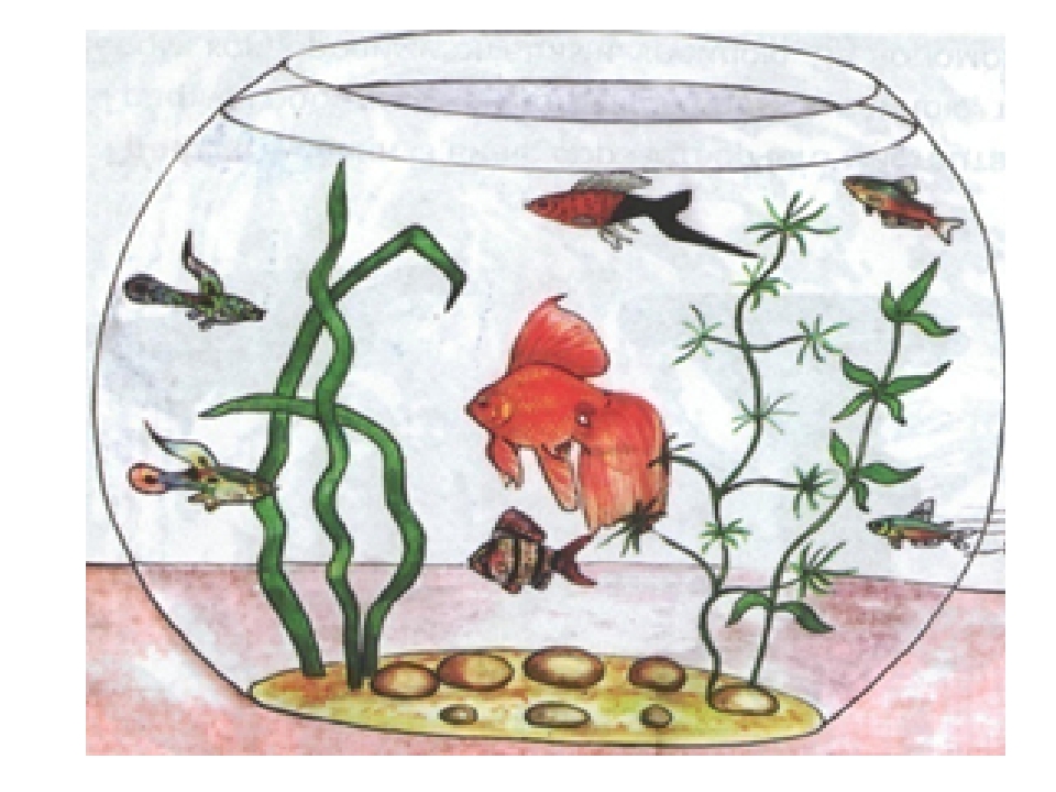 Занятия аквариумные рыбки. Аквариум рисунок. Рисование аквариум. Рыбки в аквариуме рисование. Аквариум с рыбками рисунок.