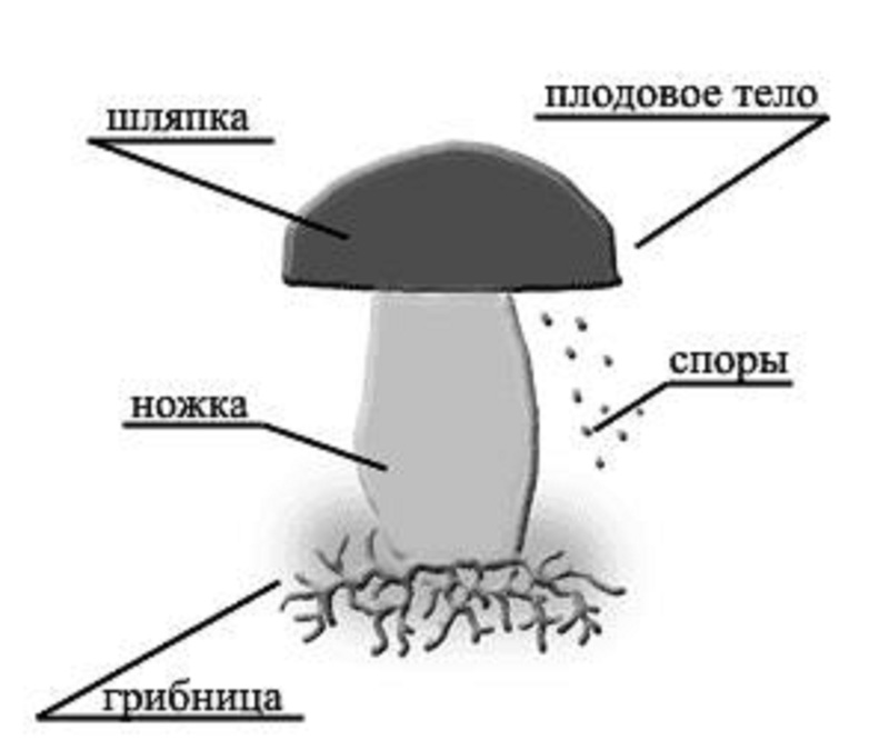 Строение тела гриба