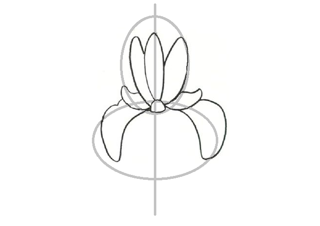Как нарисовать цветок ириса: рисование нижних боковых лепестков