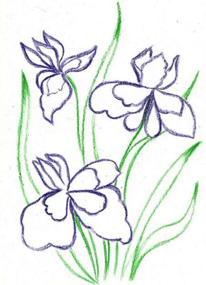 Цветок ирис: рисунок карандашом и акварелью
