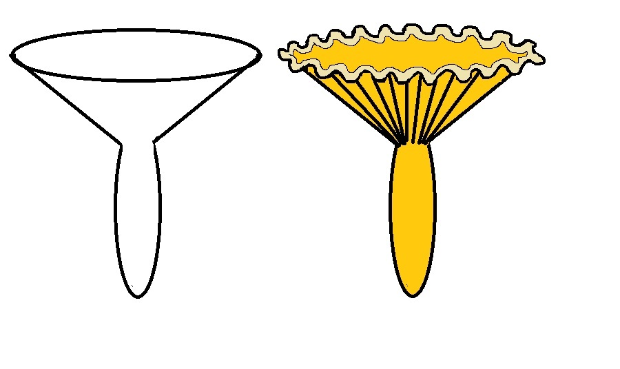 Рисунок съедобного гриба для начинающих