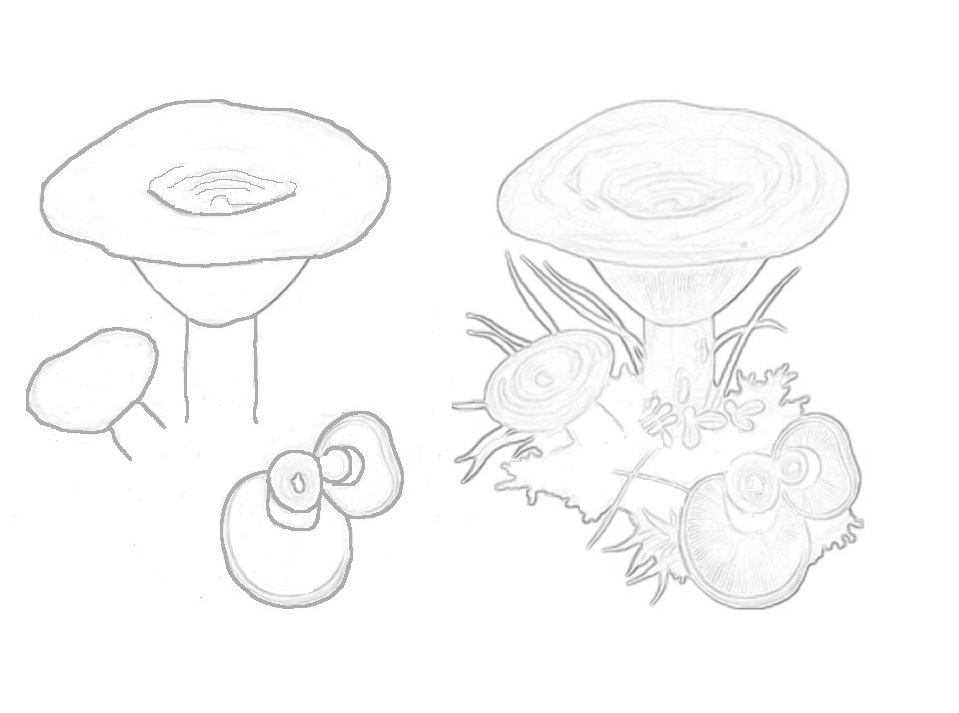 Как нарисовать гриб рыжик