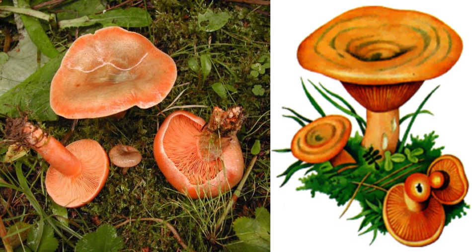 Фотография гриба рыжика и его рисунок красками