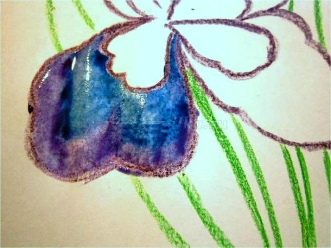 Цветок ирис: рисунок карандашом и акварелью
