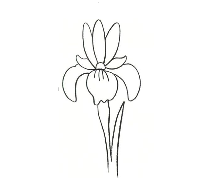 Как нарисовать цветок ириса: готовый рисунок