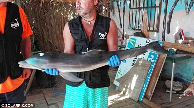 Rescue workers (pictured holding the dolphin) said the tourists were not responsible for separating the dolphin from its mother, but should have left the animal alone