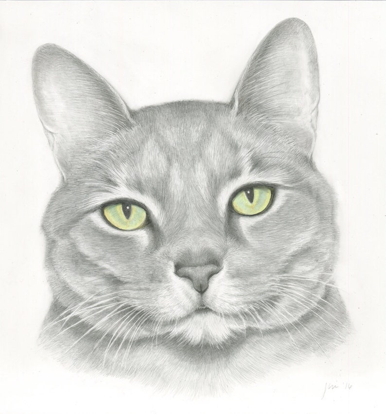 Портрет кошки рисунок