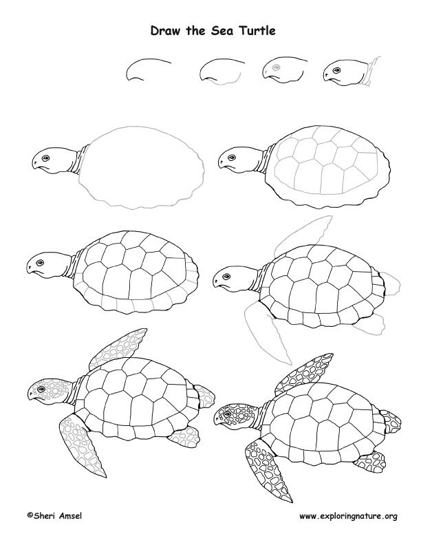 Как нарисовать черепашку легко