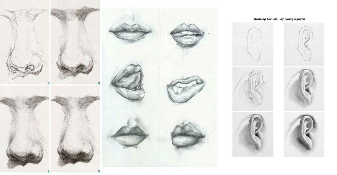 Нарисованные части. Части лица рисунок карандашом. Рисуем части лица карандашом. Как реалистично нарисовать части лица. Нарисовать части лица 6 класс.