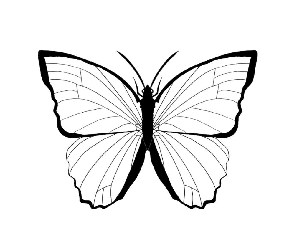 Черно белые обои бабочки
