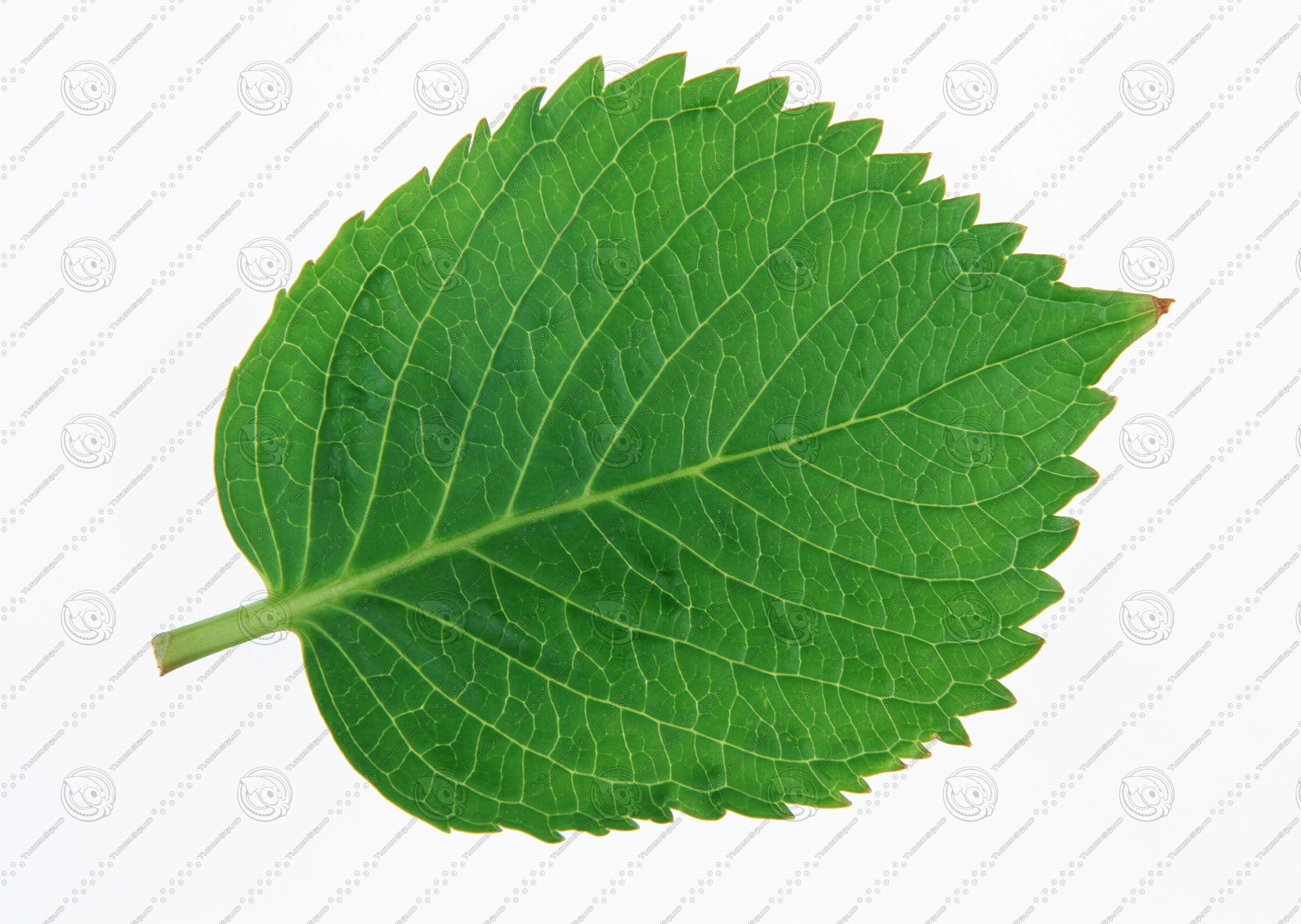 Зеленый листок дерева