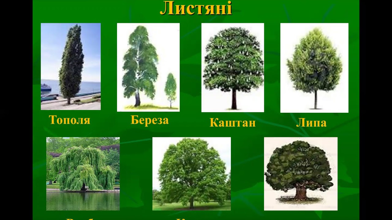 Виды деревьев в россии фото и названия по листьям