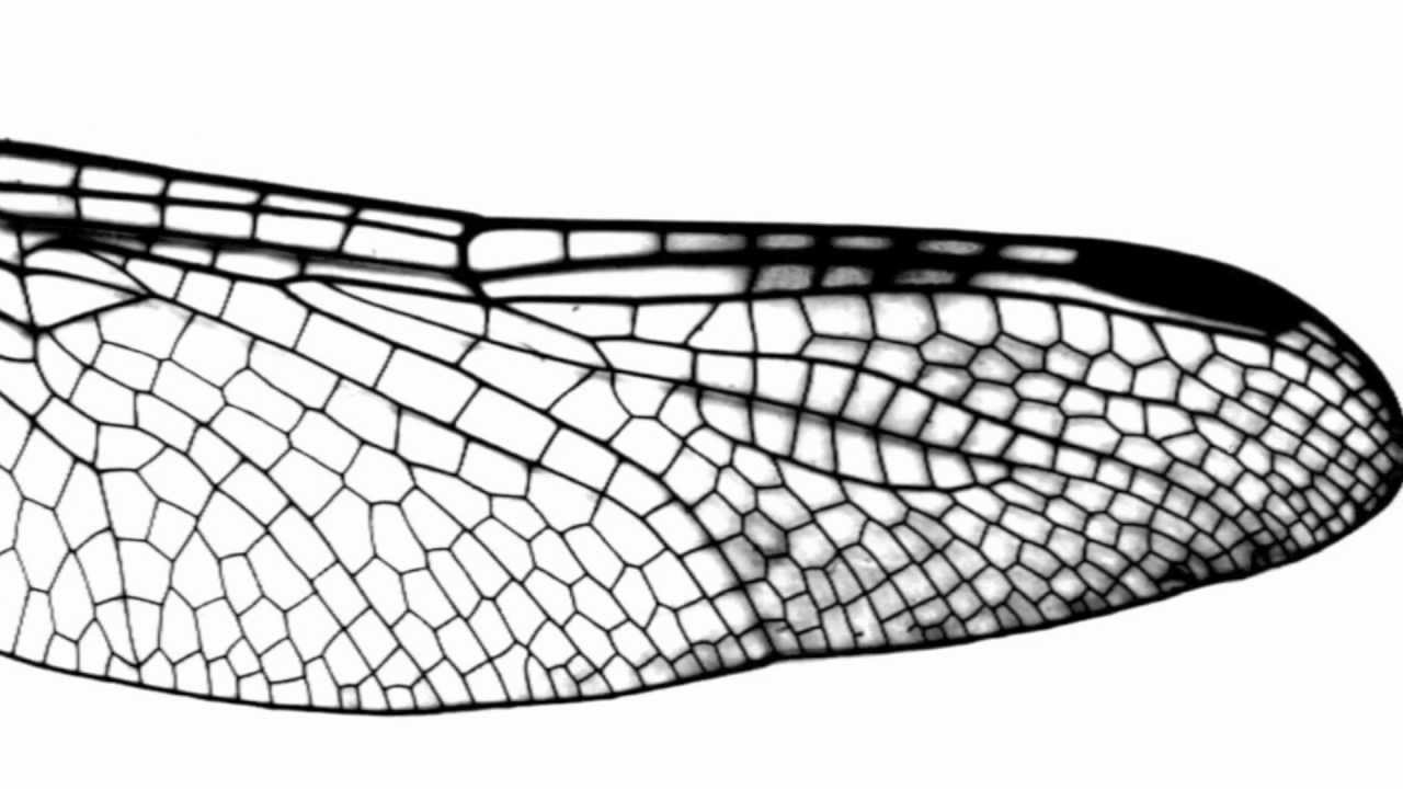 Крылья стрекозы. Крылья насекомых. Сетчатые Крылья у стрекоз. Текстура крыльев насекомых.