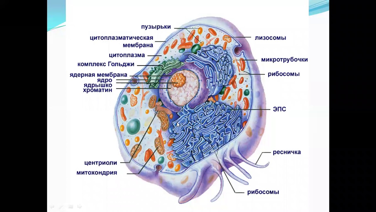 Клетка пояснение. Строение клетки животного рисунок. Схема строения животной клетки. Строение клетки эукариот животное. Строение животной клетки эукариот.