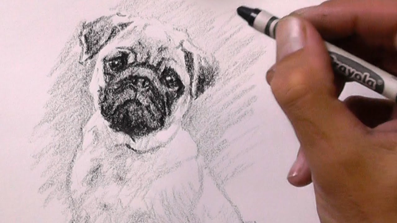Как нарисовать МОПСА карандашом легко
