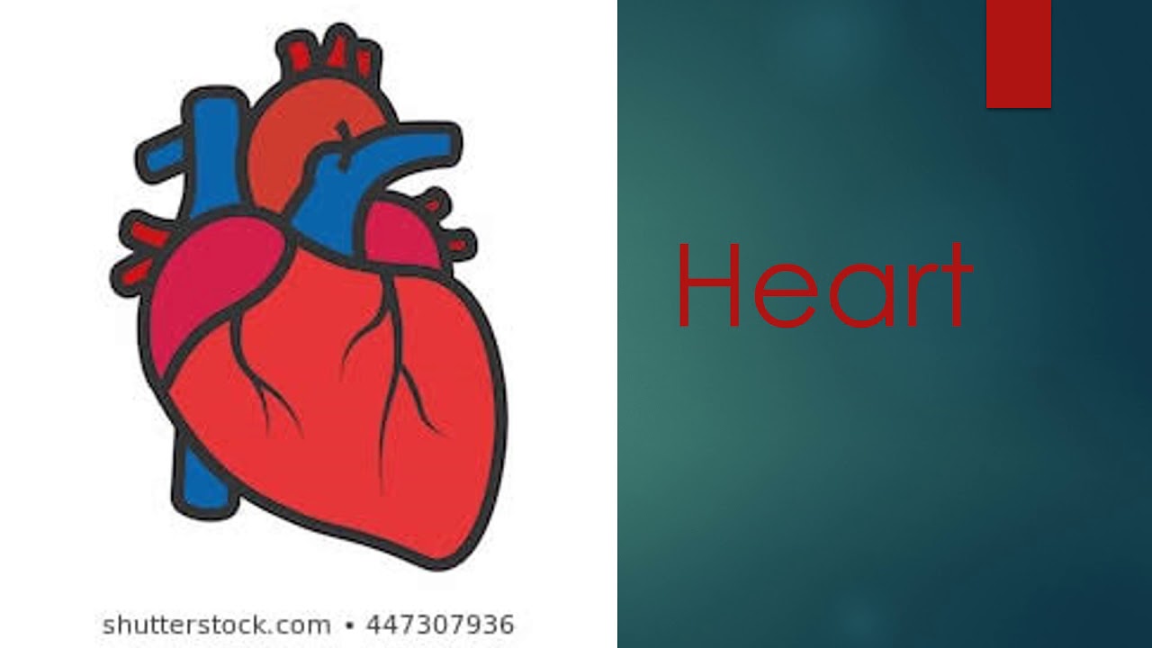 Орган сердце человека рисунок. Сердце. Сердце человека для детей.