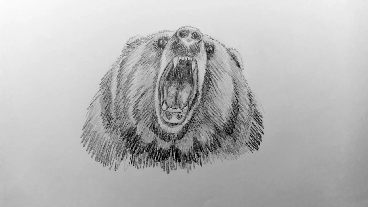 Русский Медведь Рисунок Карандашом