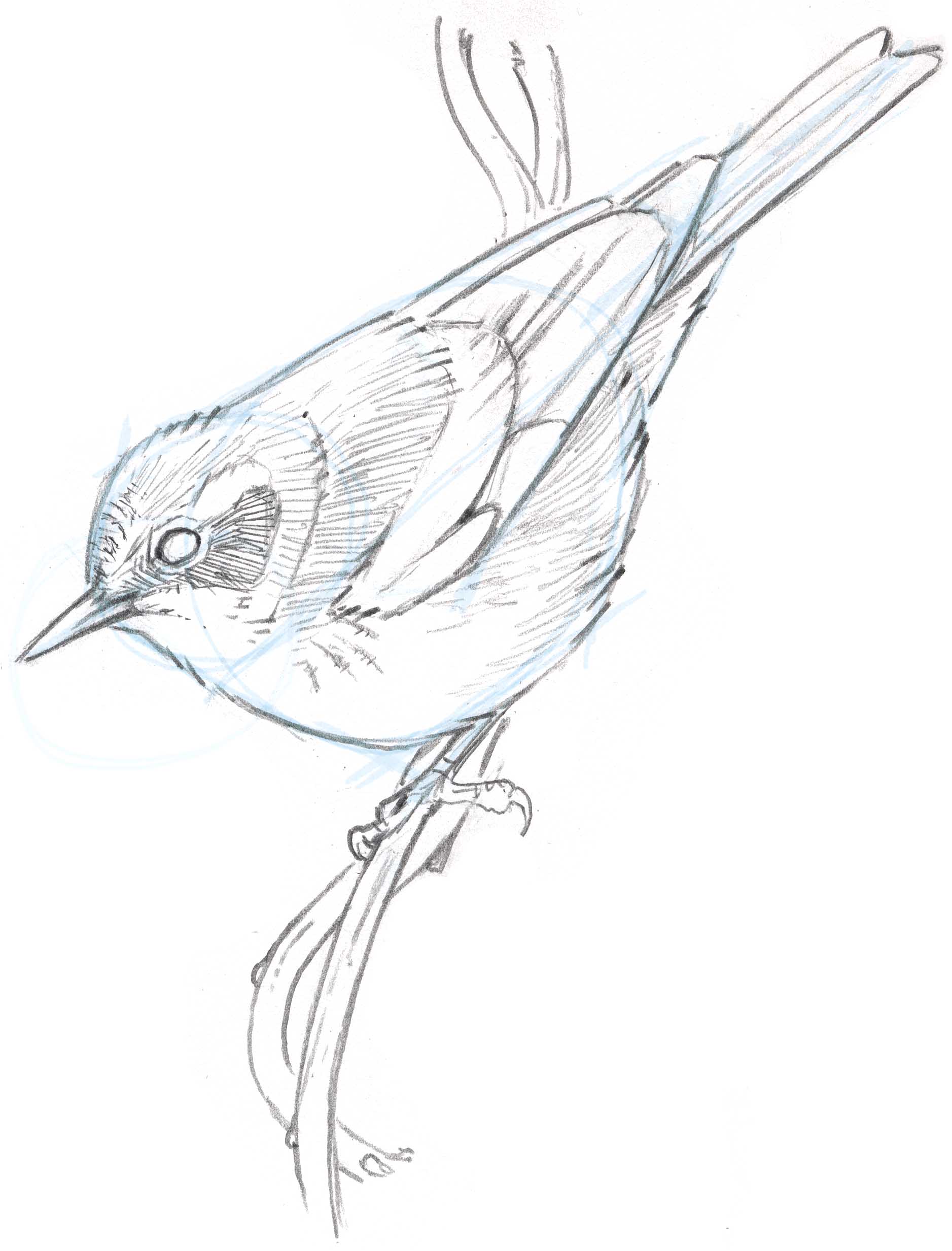 Рисунок птиц карандашом легкие. Птица карандашом. Птичка карандашом легко. Птичка рисунок карандашом. Нарисовать птичку карандашом.