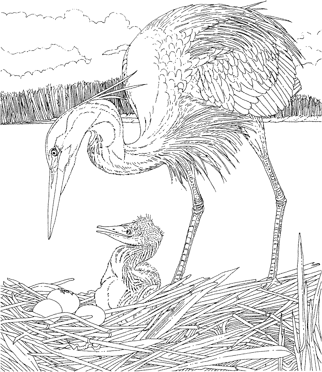 Раскраска цапля на болоте