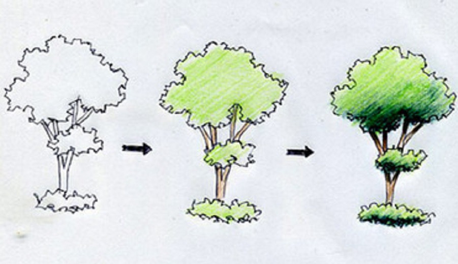 Дерево рисуем карандашом поэтапно