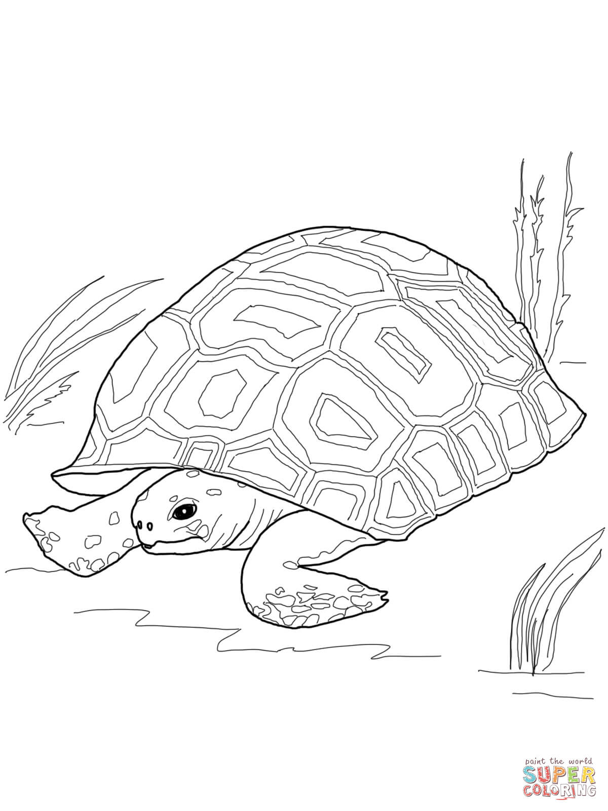 gopher tortoise coloring page
