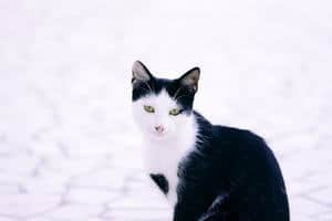 image of a female tuxedo kitty