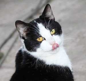 222 Black and White Cat Names For Your Unique Kitty - Tuxedo Cat 3 image of a feline