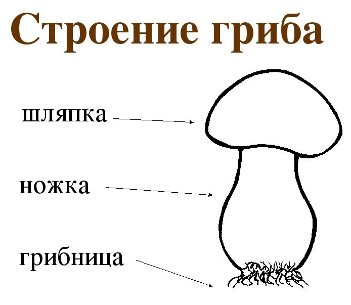 Схема строения гриба