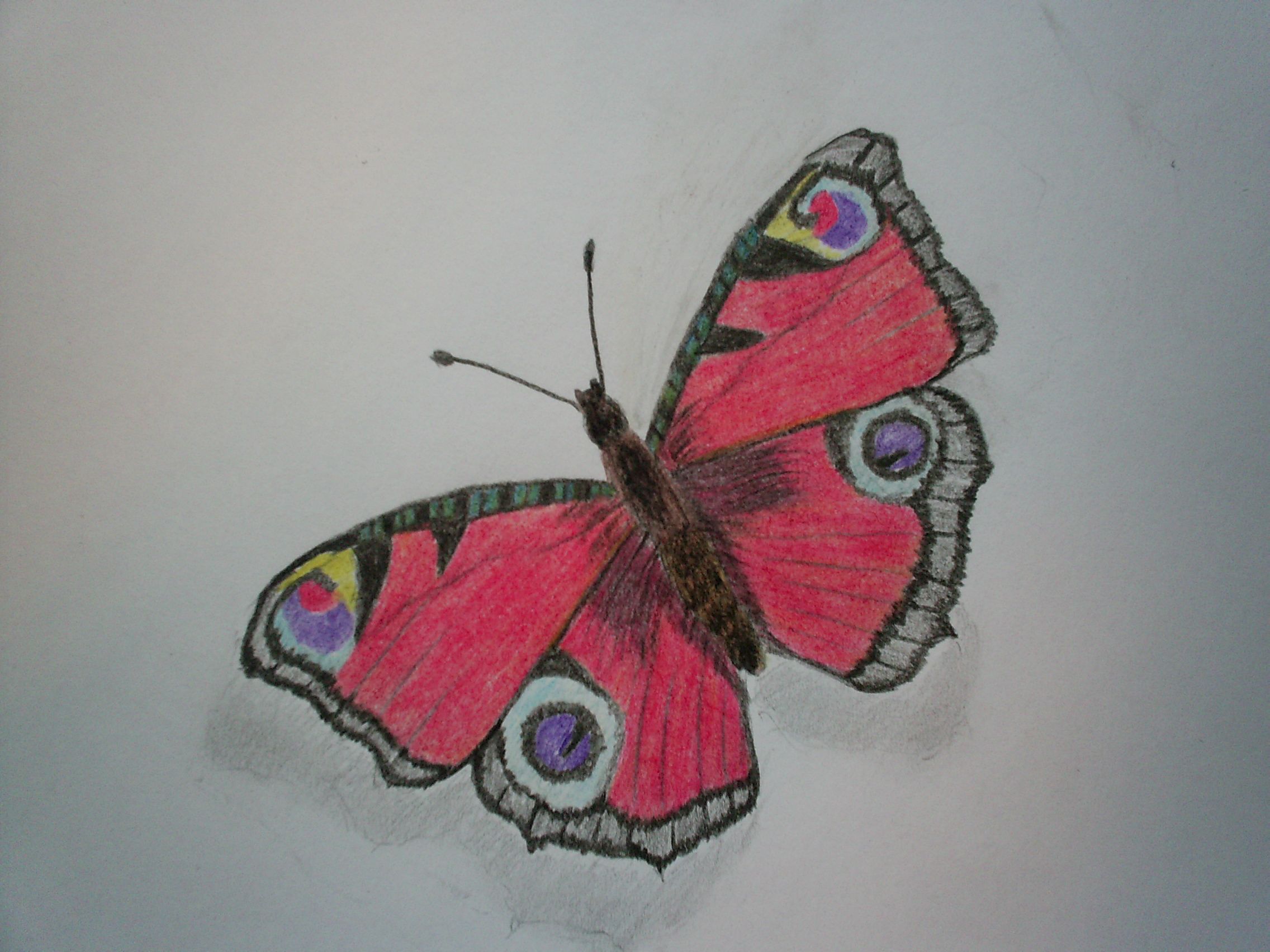 Бабочка цветными карандашами для детей