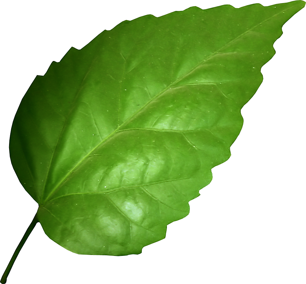 Белый фон с зелеными листочками